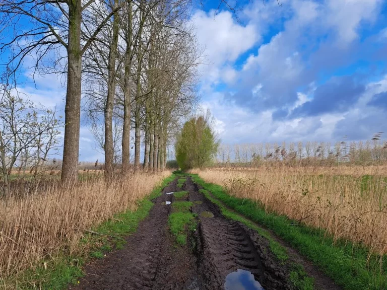 Wullebos in Klein-Sinaai (Stekene)